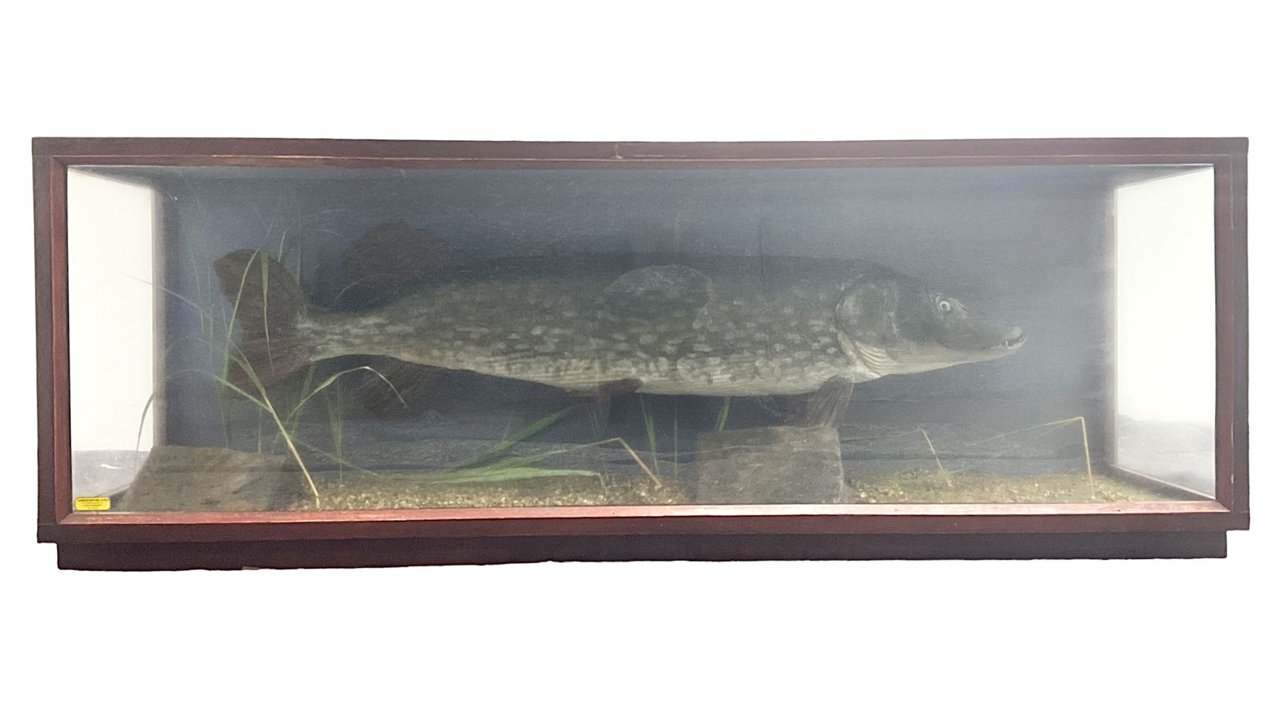 Taxidermy: Cased Northern Pike (Esox lucius), by M.P. Harman, Taxidermy, Thanet, Kent, a large preserved skin mount set above a pebbled river bed with reeds and grasses, set against blue painted back drop, enclosed within a large three panel glass display case, L137cm D33cm H49cm 