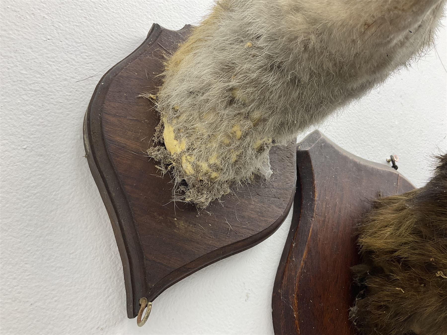 Taxidermy: Red fox masks (vulpes vulpes), the first example an unusual dark coloured adult head looking straight ahead, the second mount turning to the right with mouth agape bearing teeth, both on wooden shields 