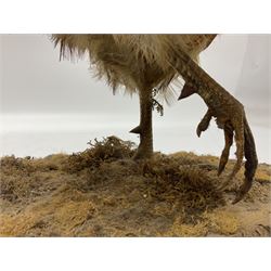 Taxidermy; Ring-necked Pheasant (Phasianus colchicus), adult female mount on open display, together with Pair of Hartebeest (Alcelaphus buselaphus) horns with upper skull, mounter upon a wooden shield, pheasant H40cm 