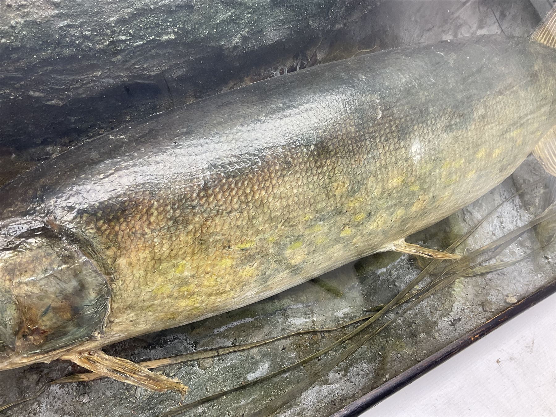 Taxidermy: Cased Northern Pike (Esox lucius), a large preserved skin mount set within a rocky river bed,  encased within a single pane display case, H41cm, L122cm