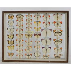 Entomology; Over one hundred butterfly specimens, mainly Delius  and African Colotis, including Delias Pheres, Delias ladas, Delias Iltis etc, housed within British Natural History Museum wartime cabinets with seven double glazed draws together with two illustrated books of the genus Dalius of the World, in Japanese with coloured plates of specimens and habitat images
The cabinets were used to house the entire collection of insects from the British Natural History Museum, which in turn were removed from the Museum to a safe place away from the London Blitz during World War Two, there were eight draws to each cabinet which had handles on the top for ease of lifting and transportation.They have adjustable corked wood slats so as to accommodate various size insects (Wing Spans etc), whilst keeping them in neat rows
