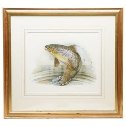 Daphne Harrison (Northern British Contemporary): Brown Trout and Rainbow Trout, pair watercolours signed 31cm x 37cm (2)