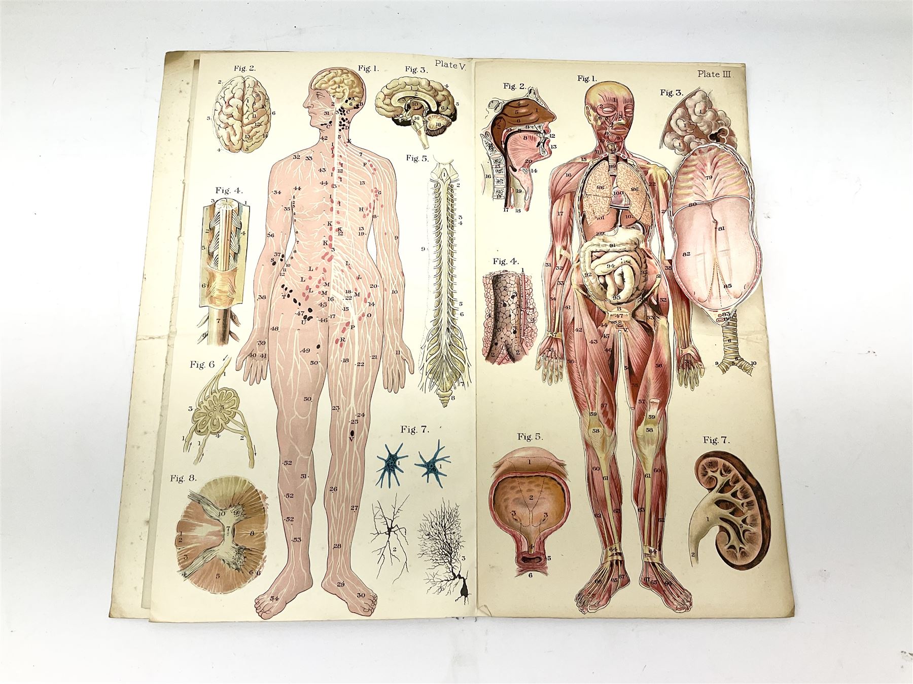 Bailliere's Popular Atlas of the Anatomy and Physiology of the Female Human Body, together with disbound medical books and works of Yorkshire interest, to include Beasley: The Book of Prescriptions, Beasley: Druggist's Receipt Book, Robinson's New Family Herbal, Hartley: Yorkshire Puddin', etc 