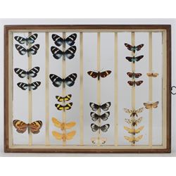 Entomology; British Natural History Museum wartime cabinets with eight double glazed draws with over two hundred butterfly specimens, including Lycaenidae, Dismorphia, Satyridae, Nymphalidae etc, The cabinets were used to house the entire collection of insects from the British Natural History Museum, which in turn were removed from the Museum to a safe place away from the London Blitz during World War Two, there were eight draws to each cabinet which had handles on the top for ease of lifting and transportation.They have adjustable corked wood slats so as to accommodate various size insects (Wing Spans etc), whilst keeping them in neat rows 