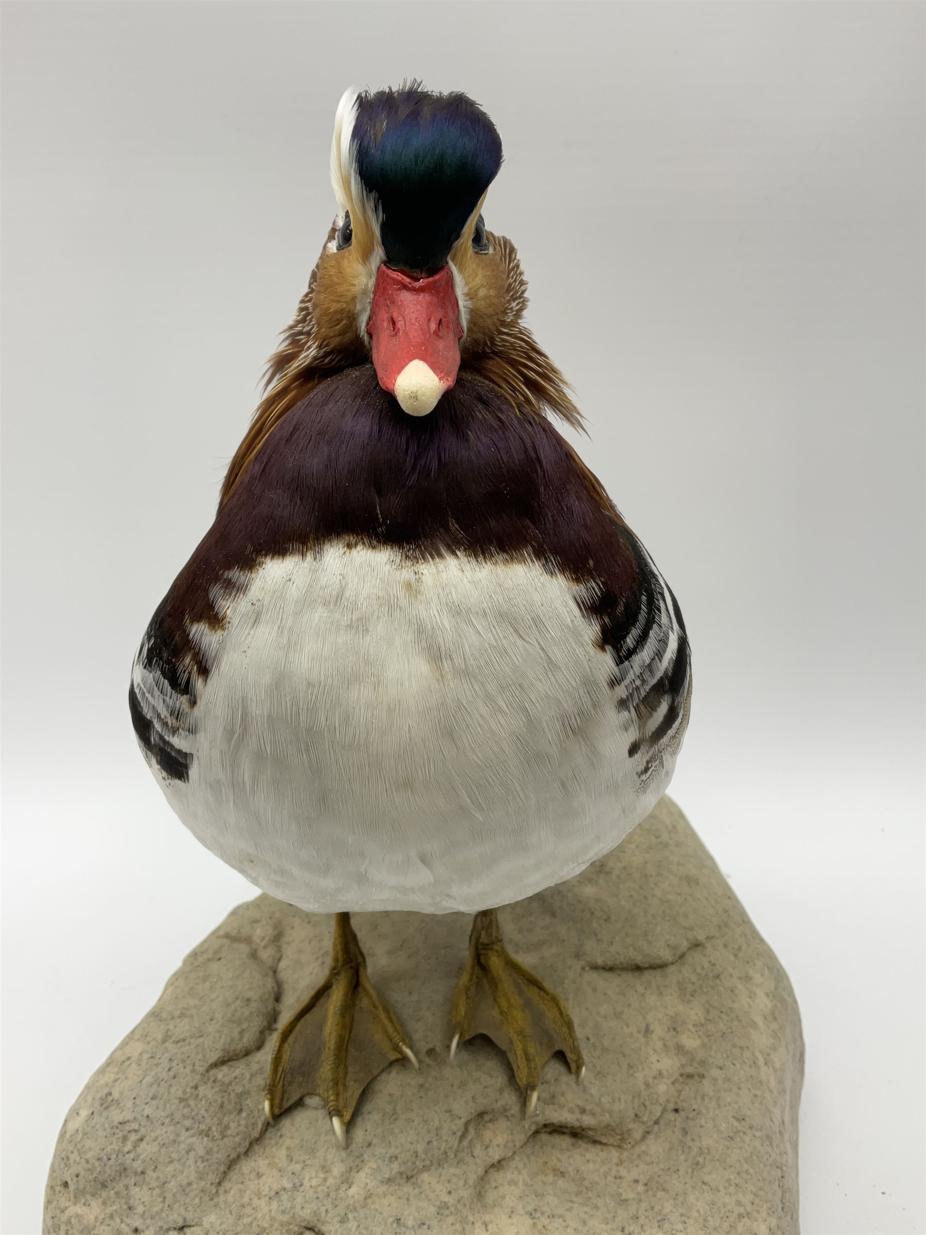 Taxidermy: Mandarin duck (Aix galericulata), modern, by award winning Taxidermist - Carl Church, Pickering, North Yorkshire, a full mount adult perched on a rock, H36cm W35cm.