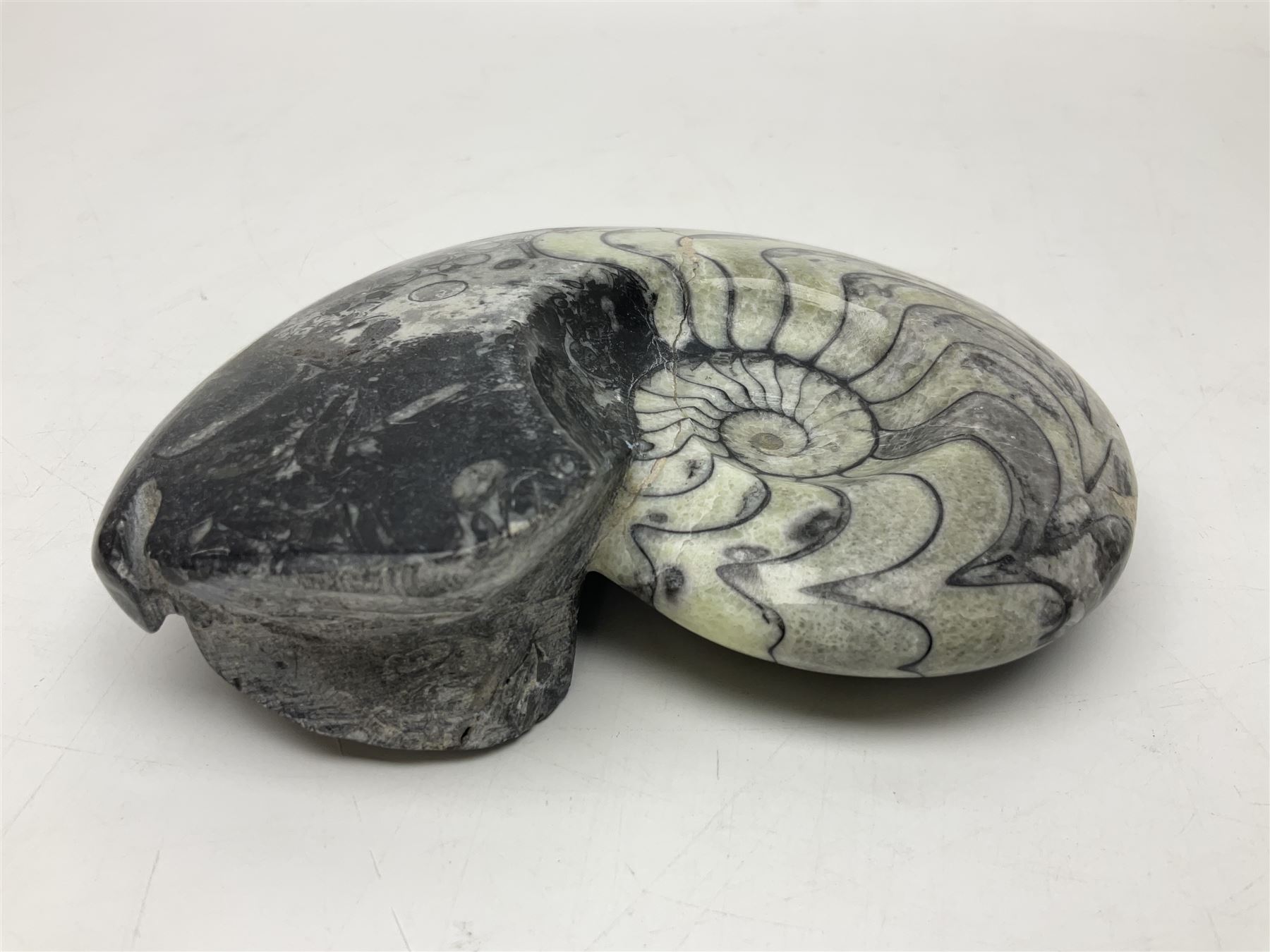 Polished Goniatite; Devonian period, H13cm, L16cm 