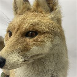 Taxidermy: European Red Fox (Vulpes vulpes), full mount adult on open display with standing alert with ears forward front paw raised, upon a naturalist base, H62cm, L78cm