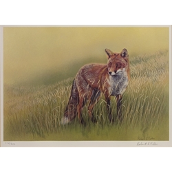  Fox in a Field, limited edition colour print No.116/300 signed and numbered in pencil by Robert E Fuller (British 1972-) 22cm x 30.5cm  
