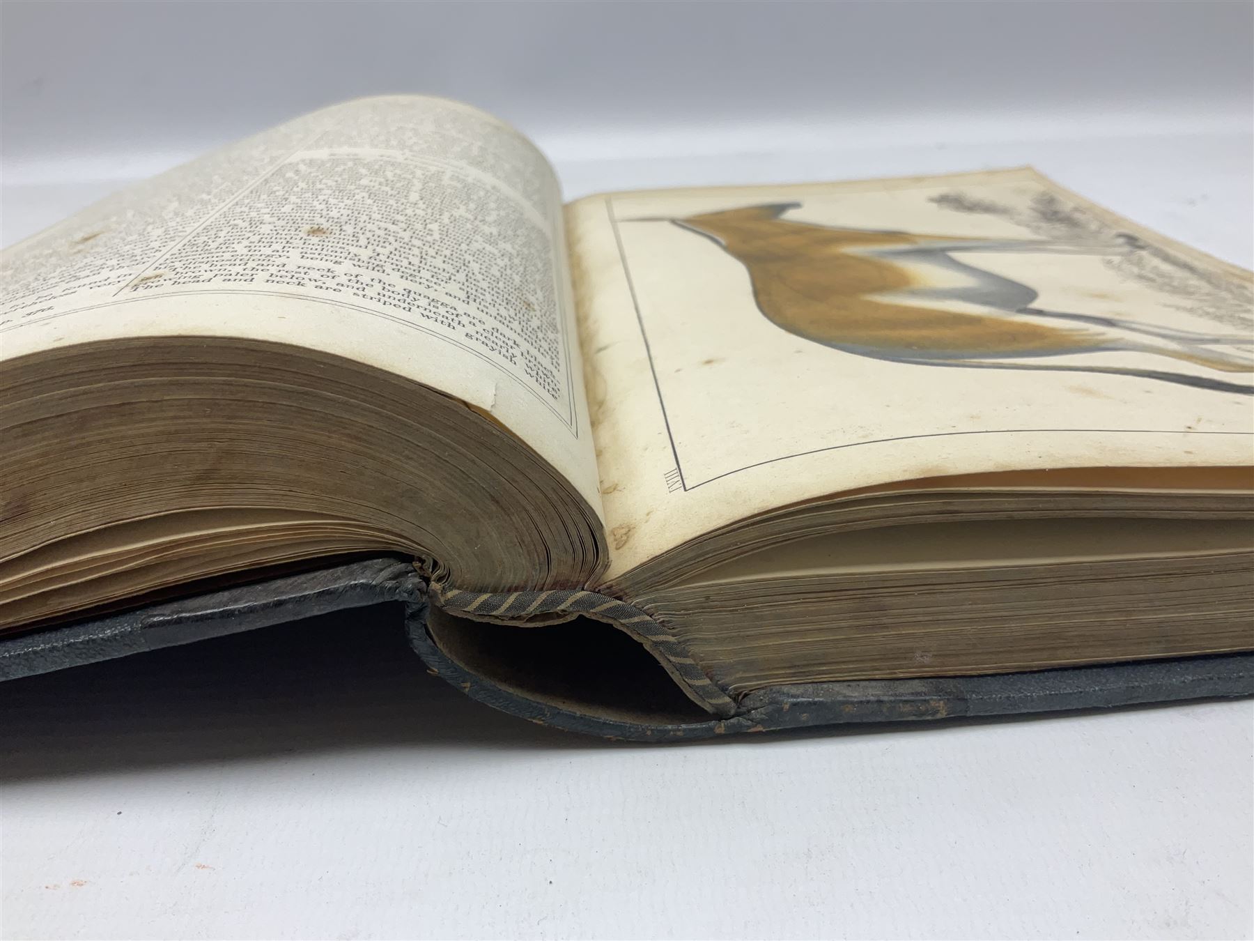 Goldsmith, Oliver; A History of the Earth and Animated Nature, 2 volumes, pub. Fullarton, Edinburgh and London, illustrated with coloured plates, cloth and leather bound with marbled edges (2)