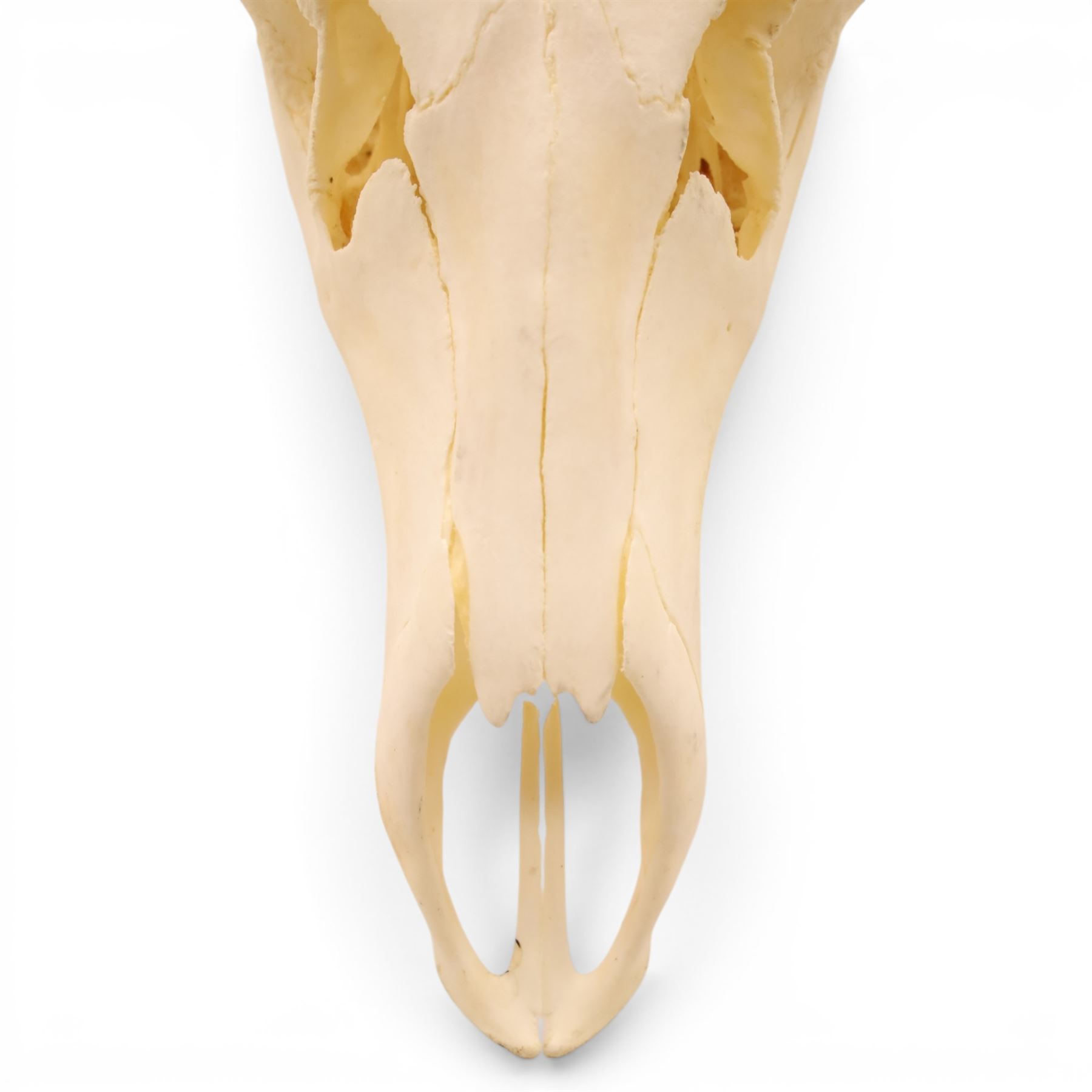 Antlers/Horns - Pair of Red Deer (Cervus elaphus) antlers on skull, H117cm