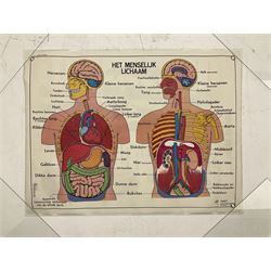Five early 1980s Dutch medical posters, double sided decorated with colourful label anatomical diagrams, marked Hebri, Holland, W70cm H92cm