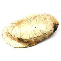  Taxidermy - Late 19th/ early 20th century South American River Turtle or Arrau Turtle (Podocnemis expansa) blonde shell with scutes removed, 64cm x 49cm listed CITES Apx 11/EC Annex B, If sold/shipped outside of the EU then a CITES Re-export permit would be required     
