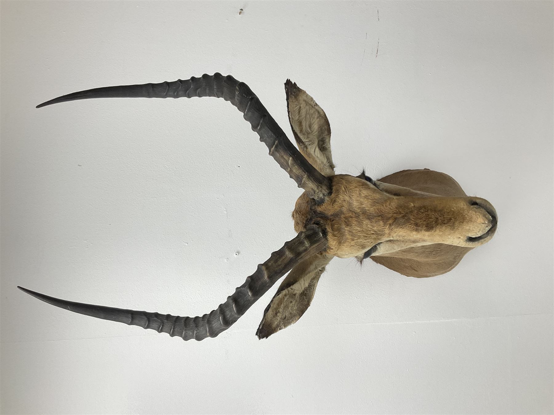 Taxidermy: Common Impala (Aepyceros melampus), adult male shoulder mount looking straight ahead, approximately H90cm