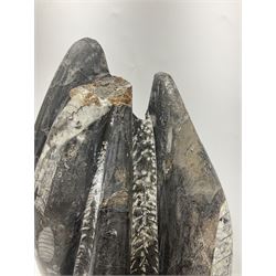 Orthoceras fossil tower, age: Devonian period, H52cm