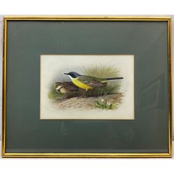 Archibald Thorburn (Scottish 1860-1935): 'Grey Headed Yellow Wagtail', watercolour and bodycolour signed 17cm x 24cm 
Provenance: original illustration for Lord Lilford's 'Coloured Figures of the Birds of the British Islands' Vol.III, Plate No.57, pub. 1885