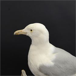 Taxidermy: Herring Gull (Larus argentatus), full adult mount on open display with head turning to the right, stood upon drift wood, H54cm, L46cm