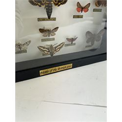 Entomology: Single glazed display of Moths of the British Isles, circa 20th century, single glazed display containing seventeen various specimens, including Death Head Hawk moth, Spurge Hawk moth, Crimson Underwing moth some with attached data labels, all pinned upon foam backing and named labels, enclosed within a glazed ebonised display case, H28cm, L38cm