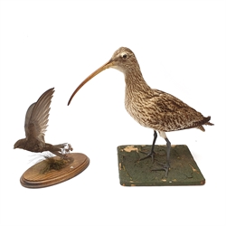 Taxidermy: Curlew (numenius aequath), full mount, approximately H39.5cm, together with a Swift, full mount, two wasps nests in open fronted display case W30cm H38cm; an ostrich egg; three bird of prey masks; framed case of butterflies including Morpho, (a/f), and ferret muzzle