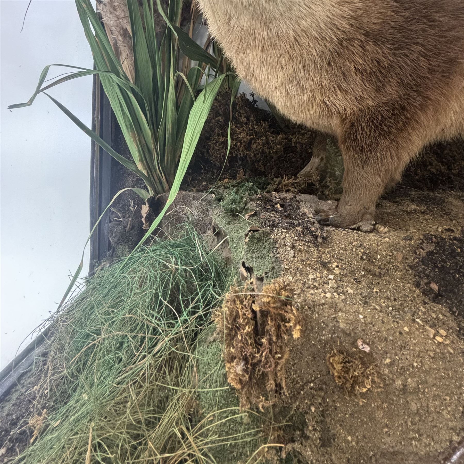 Taxidermy: late Victorian cased European Otter (Lutra lutra), full adult amount with head turning to the front with mouth open faux rock, upon soil covered groundwork, set against a pale blue painted back drop, enclosed within an ebonised three pane glass case, 