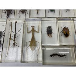 Entomology; collection of thirty nine insect specimens, each in an acrylic block, to include rhinoceros beetle, Ischiopsopha beetle, Praying mantis, scorpions etc 