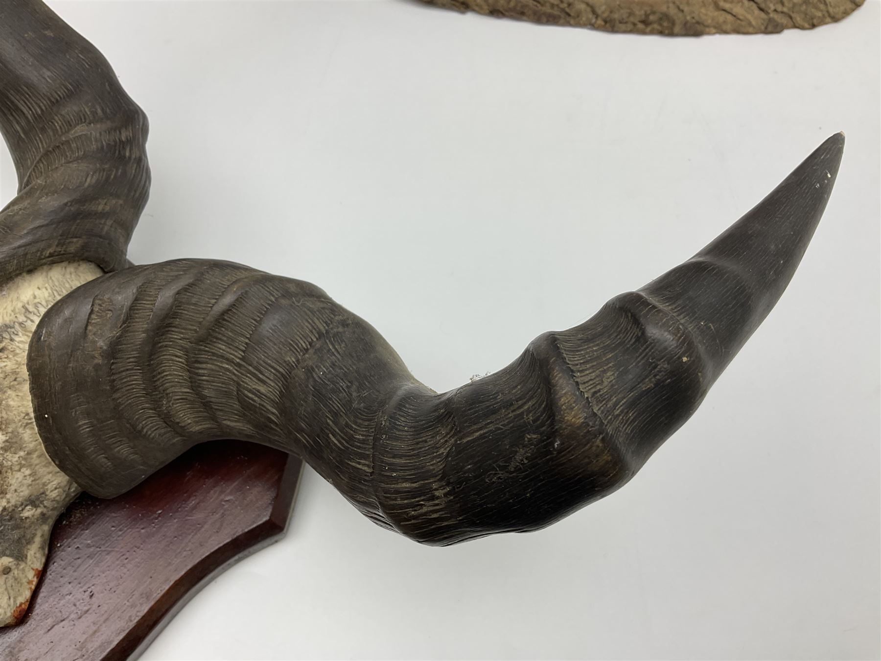 Taxidermy; Ring-necked Pheasant (Phasianus colchicus), adult female mount on open display, together with Pair of Hartebeest (Alcelaphus buselaphus) horns with upper skull, mounter upon a wooden shield, pheasant H40cm 