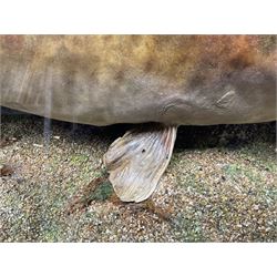 Taxidermy; Cased Mirror Carp (Cyprinus carpio carpio) a large preserved skin mount 
in a naturalistic setting set against blue painted back drop, enclosed within a glass bow fronted case, the interior bearing a label 'Carp Redmire Lake 12 lb 4 oz Oct 67' H42 cm W87 cm D27 cm