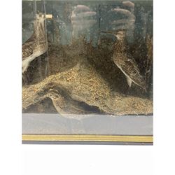 Taxidermy: Cased display of three sandpipers (Scolopacidae), in a naturalistic setting, enclosed within an ebonized single pane display case H38cm, L50cm and D16cm. 