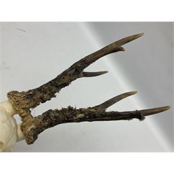 Antlers/Horns; Roe deer (Capreolus capreolus), two pairs of Roebuck Antlers with partial skull , upon wooden shields, H32cm