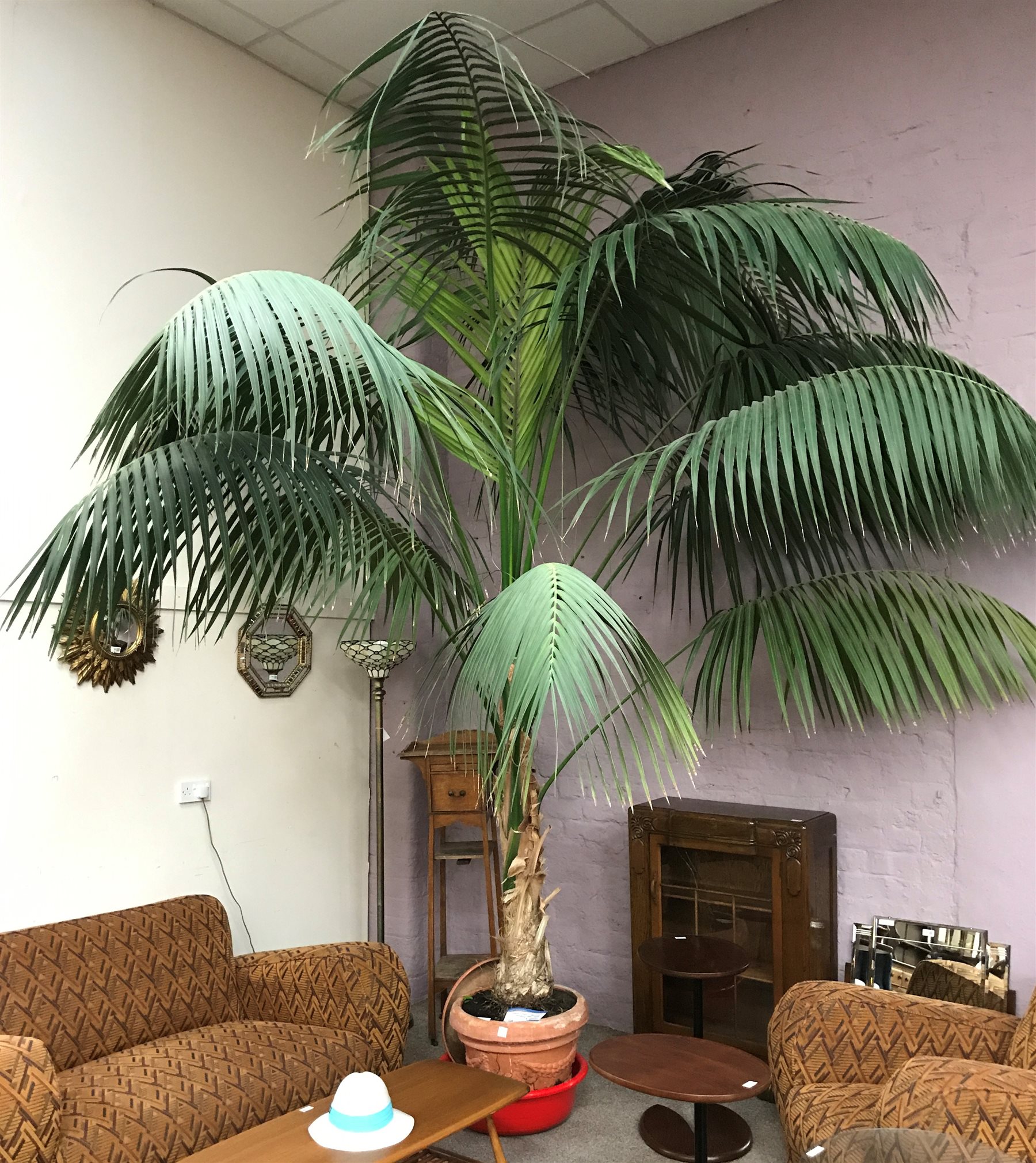 Large palm tree in terracotta pot, approx H400cm