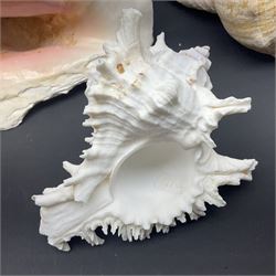 Conchology: selection of conch shells, to include horned examples, largest H17cm, L24cm