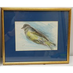 Madeleine Eyland (Belgian/British 1930-2021): 'With You for Life' - Canada Geese, pencil drawing signed, titled verso 46cm x 66cm; Bird Study, pastel signed 14cm x 20cm (2) 
Provenance: artist's studio collection. Marie-Madeleine Eyland (neé Legrain) was born in 1930 at Floriffoux, Belgium; she lived most of her life in Scarborough working as a nurse and an artist.