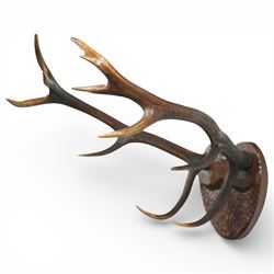 Antlers/Horns - Eight point antlers with partial skull on carved wooden plaque, W49cm and another set of eleven point antlers on carved wooden plaque, W47cm (2)