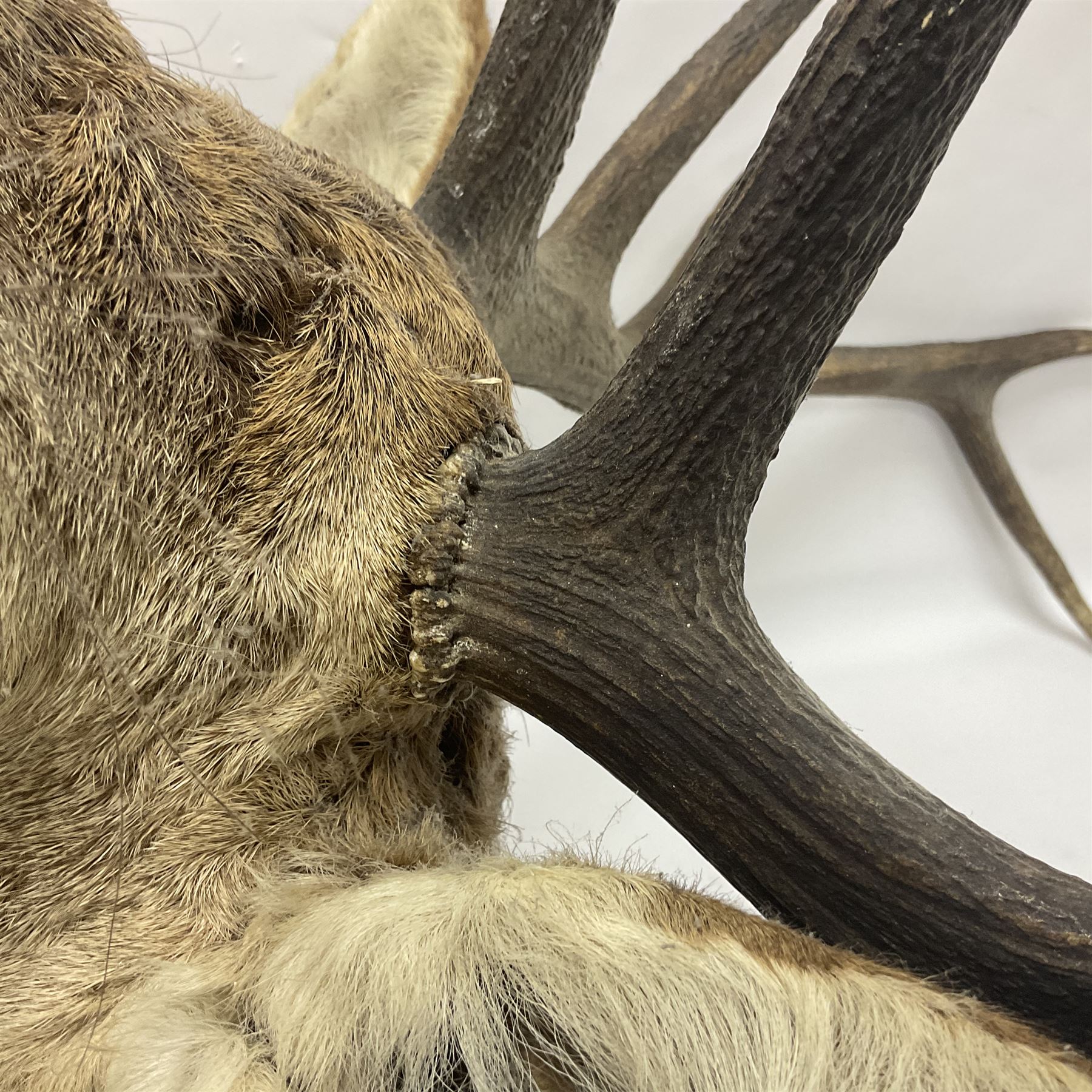 Taxidermy: Red Deer (Cervus elaphus), adult male imperial stag shoulder mount looking straight ahead, ten point antlers, mounted upon a shaped wooden shield, D65cm
