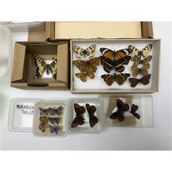 Entomology; large collection of pinned butterflies and moths, to include Cream-spotted Tiger moth, Adonis Blue butterfly, Orange tip butterfly, Swallowtail butterfly etc  