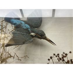 Taxidermy; Victorian cased bird diorama,  pair of Kingfishers (Alcedo Athis) adult mounts and Kestrel (Falco tinnunculus) adult mount, in a naturalistic setting with one kingfisher in flight, encased within a three pane display case, H45cm, L72cm