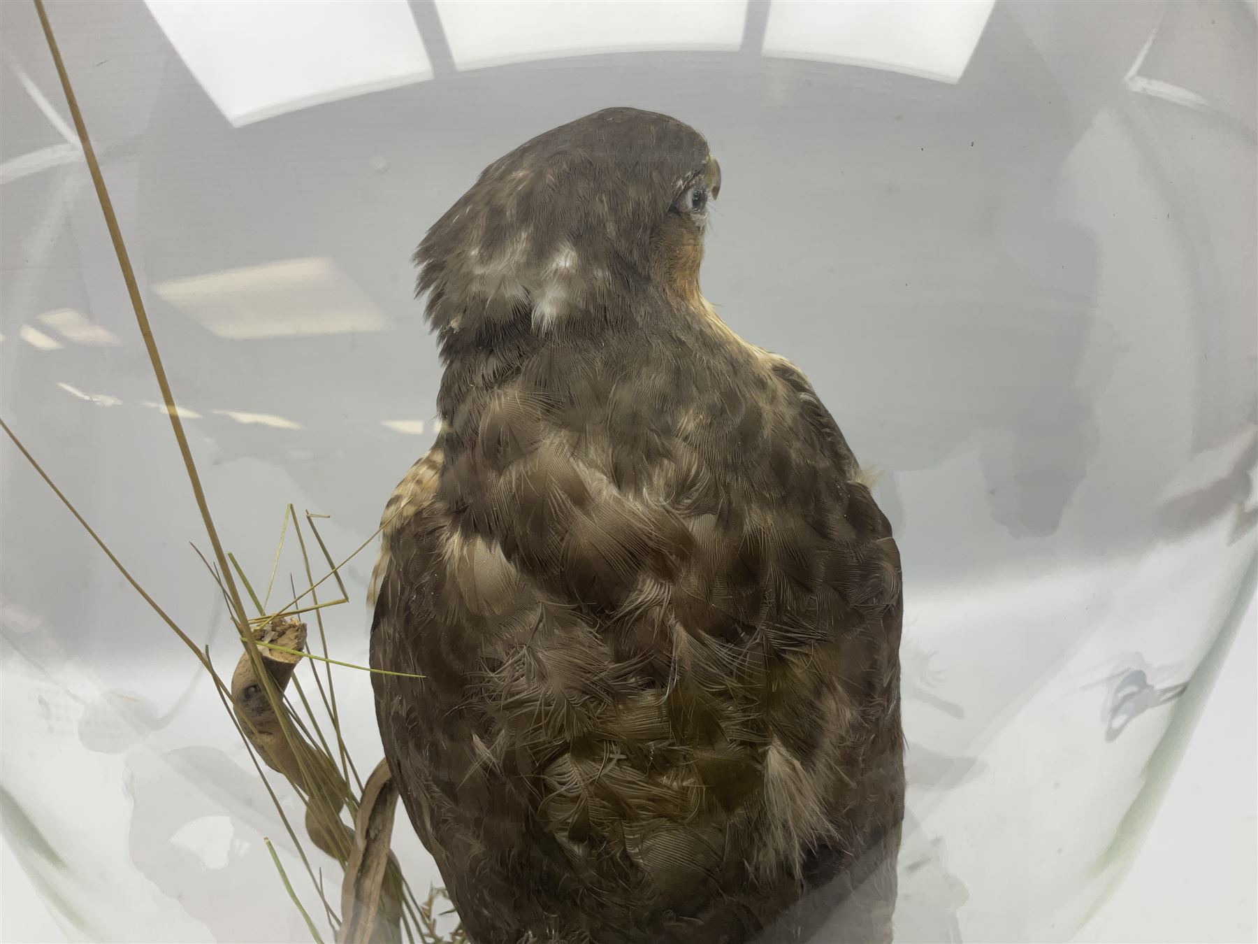 Taxidermy; Victorian European Sparrowhawk (Accipiter nisus), a full mount adult with pray,  perched upon a tree stump amidst a naturalistic setting, encased within a glass dome with an ebonised base, H55cm