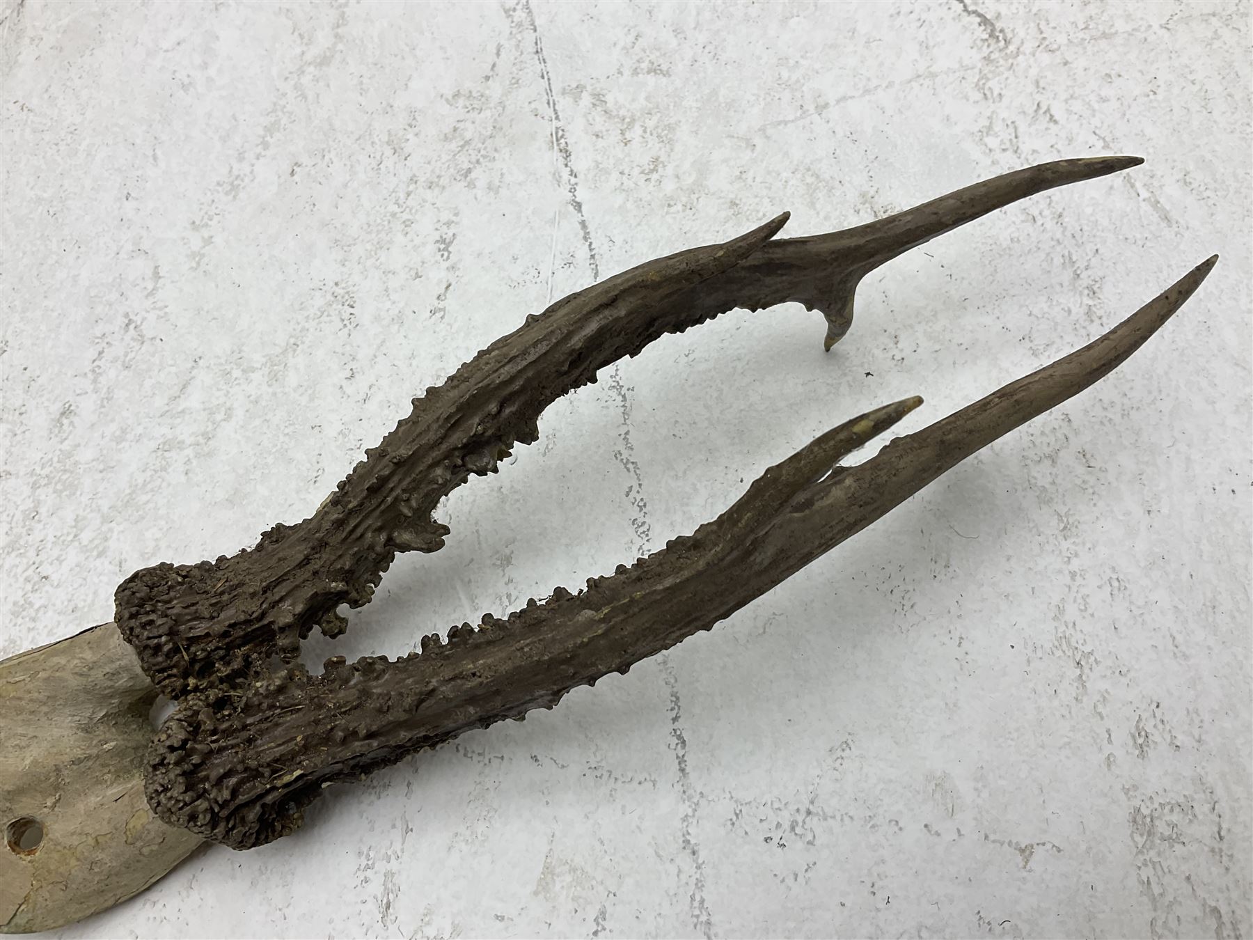Taxidermy; Roe Deer (Capreolus capreolus), adult Roebuck neck mount looking straight ahead, mounted upon an oak shaped shield, together with a pair of Roe Deer antlers, with partial skull