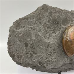 Cleoniceras opalised ammonite upon a slate display matrix, with metal stand, age; Cretaceous period, location; Madagascar, matrix H16cm, L32cm