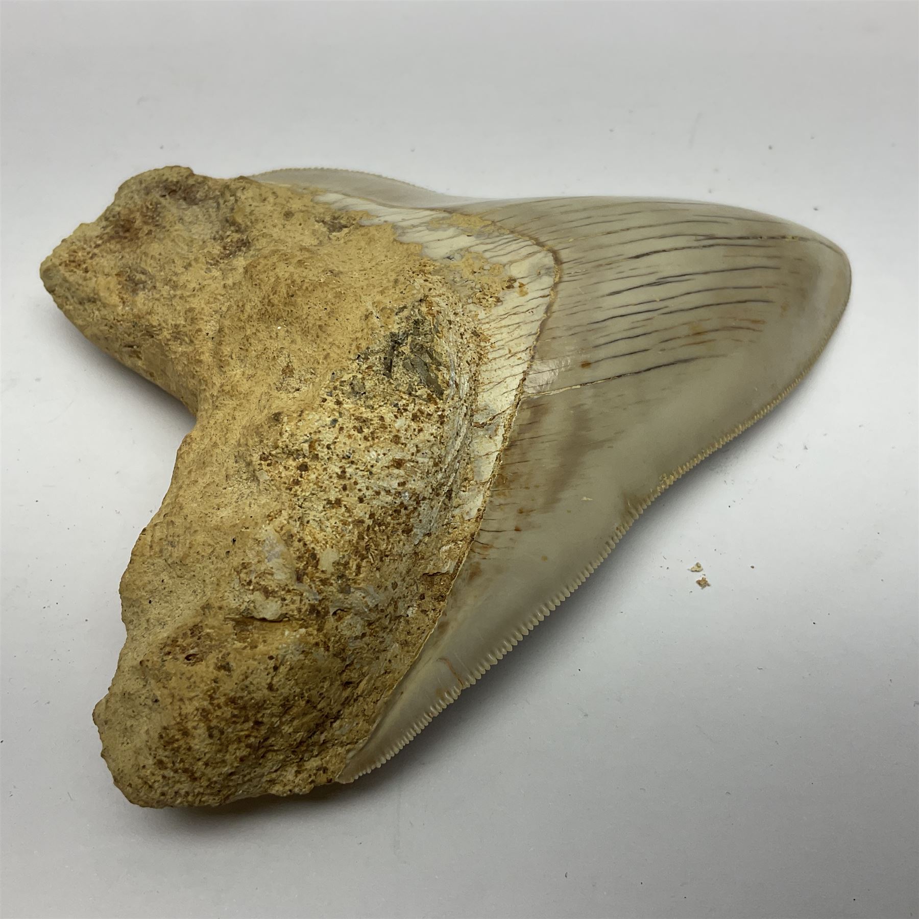 Large Megalodon (Otodus Megalodon) tooth fossil, with fine serrations, age; Miocene period, H11.5cm, W9cm

Notes; Believed to have grown as large as 18 metres, the Megalodon was the largest shark and one of the most dominant marine predators ever to have existed. It roamed the ancient seas for around 20 million years until their extinction around 3.6 million years ago.  Megalodon teeth vary in colour and ton. influenced and coloured over the millennia by the conditions in which they are preserved