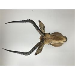Taxidermy: Common Impala (Aepyceros melampus), adult male shoulder mount looking straight ahead, approximately H90cm