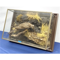 Taxidermy: 20th century cased Cuckoo (Cuculus canorus), looking over a birds nest containing faux eggs, set against a naturalistic backdrop detailed with roots, moss and grass, enclosed within a five pane display case upon frame mount, with taxidermist paper label verso detailed David Astley Taxidermist, H32cm L47cm D19cm 