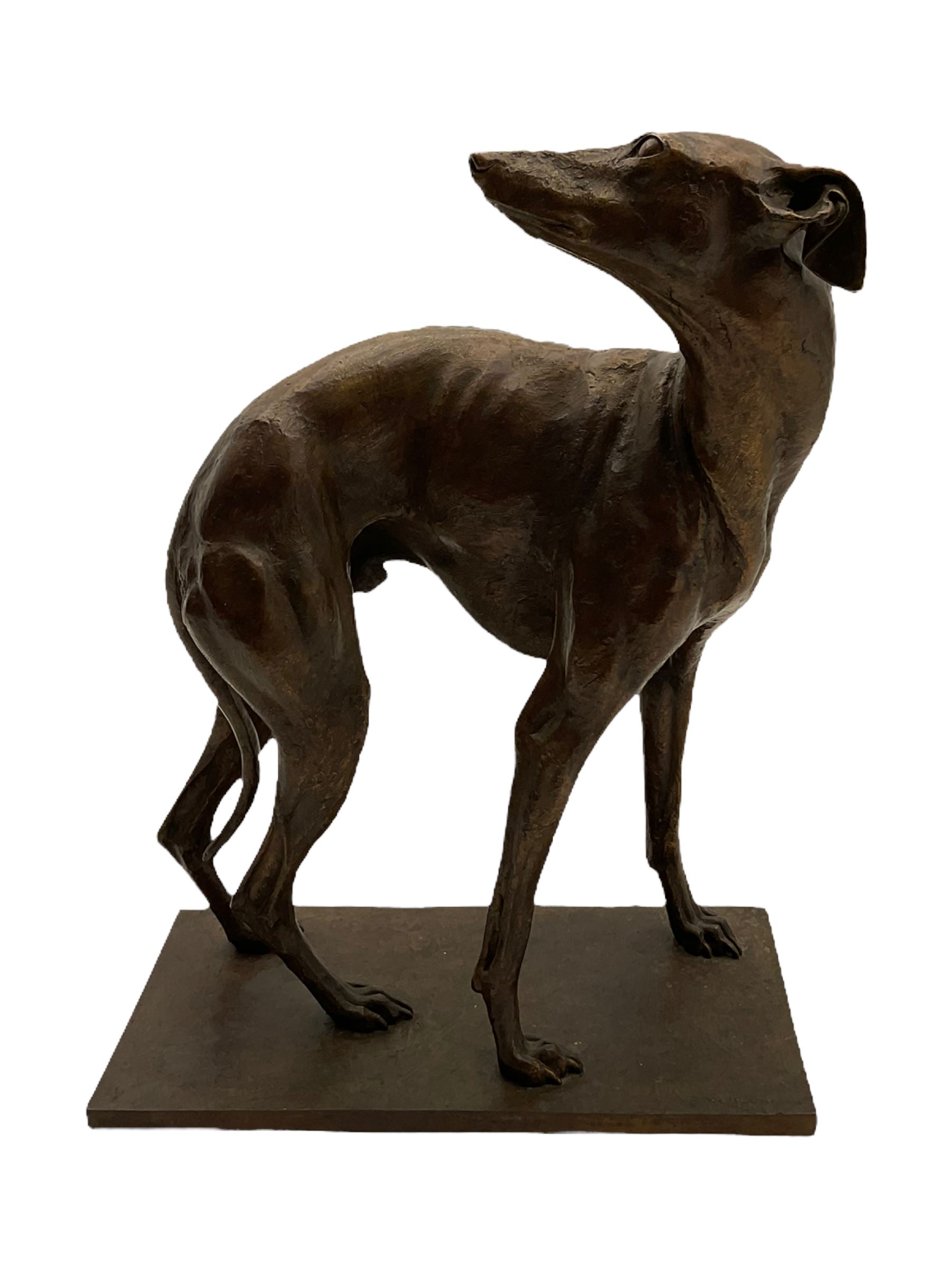 Sally Arnup FRBS, ARCA (1930-2015): Whippet Standing, bronze, signed and numbered VIII/X, upon short rectangular plinth, overall H63cm L49cm W23.5cm 


