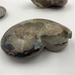 Two polished goniatites, age Devonian period, location Morocco and one polished Nautilus, age Devonian period, location Madagascar, largest D10cm  