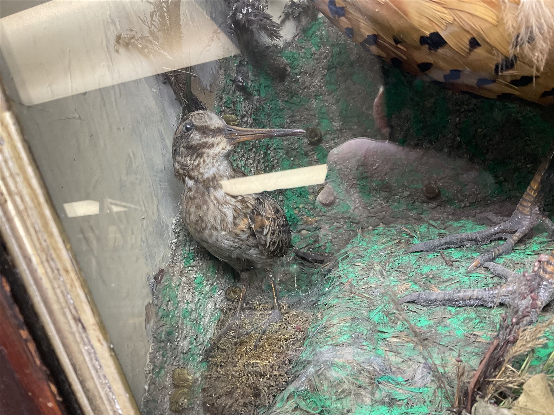 Taxidermy; cased bird diorama, to include Red-neck Pheasants (Phasianus colchicus) adult mounts hen and cock, Common Kestrel (Falco tinnunculus), Common Blackbird (Turdus merula), Starling (Sturnus vulgaris) and others,  in a naturalistic setting, encased within a single pane display case, H66cm, L97cm
