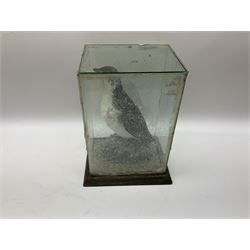 Taxidermy: Female green-winged teal duck (Anas carolinensis), on open display upon tree mount detailed with moss H15.5cm, together with gray partridge (Perdix perdix), on open display upon tree mount detailed with moss, H16cm and a cased young guillemot, standing on a naturalistic base, encased within a five pane display case, H27cm. 