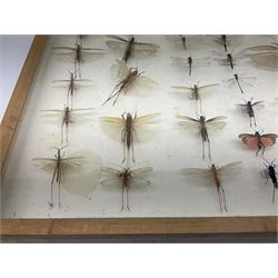 Entomology: Glazed entomology collector's drawer display of various Australian and African Locusts and Dragonflies, twenty-eight assorted specimens, collected from various regions of Australia and Africa, each with attached data labels, H42cm, L51cm