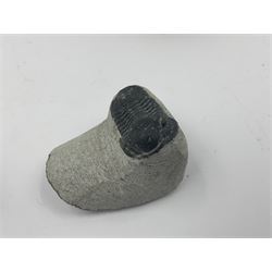 Dragonfly larvae (Libellula doris), together with four Mosasaur teeth, four trilobites (Crotalocephalina gibba) and one other tooth