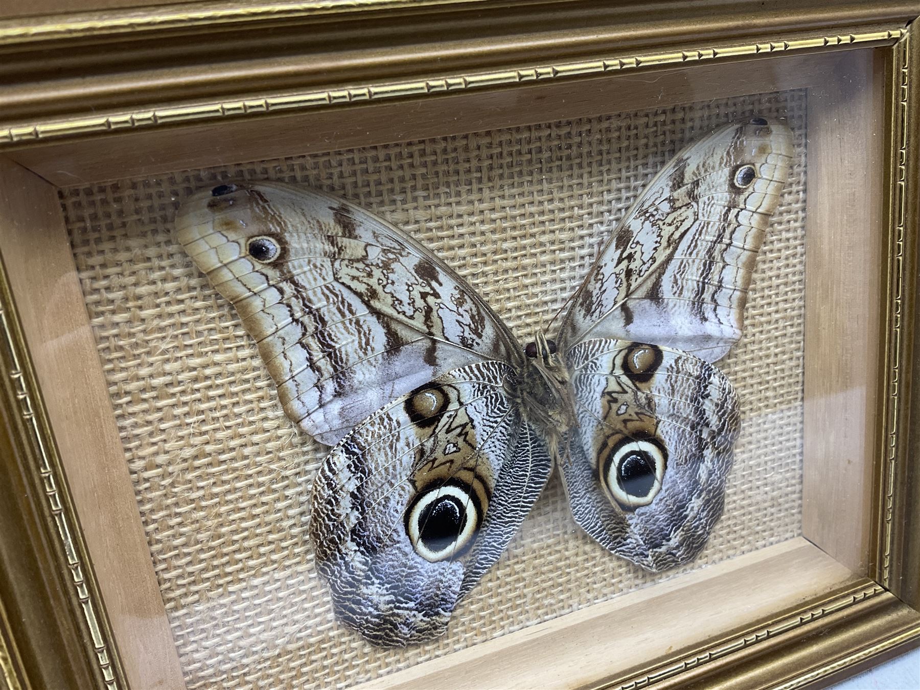 Entomology: Twelve framed displays contain thirteen specimens of tropical moths and butterflies, each mounted within gilt wall hanging picture frames of various sizes, specimens including Morpho Godarti, Caligo idomeneus, Cisseis morpho, Cathosia biblis etc, largest L35cm W30cm 