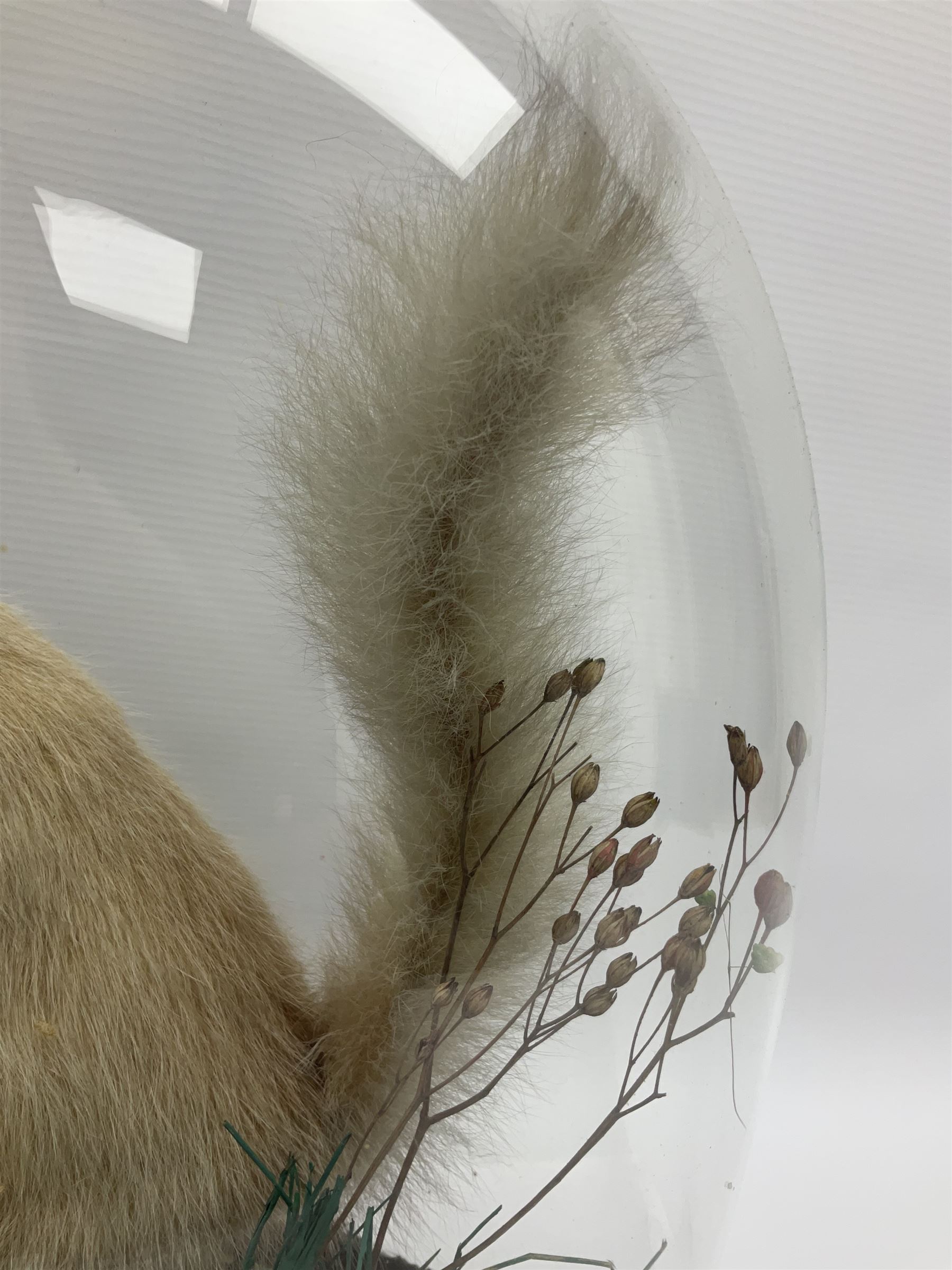 Taxidermy: Victorian cased Red Squirrel (Sciurus vulgaris), full mount adult, upon a tree branch with a naturalistic ground, enclosed beneath a period oval glass dome with ebonised base, raised upon four bun feet, H36cm 