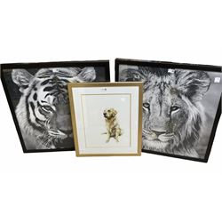 Two framed prints of tigers, H66cm W66cm and a print of a golden retriever portrait